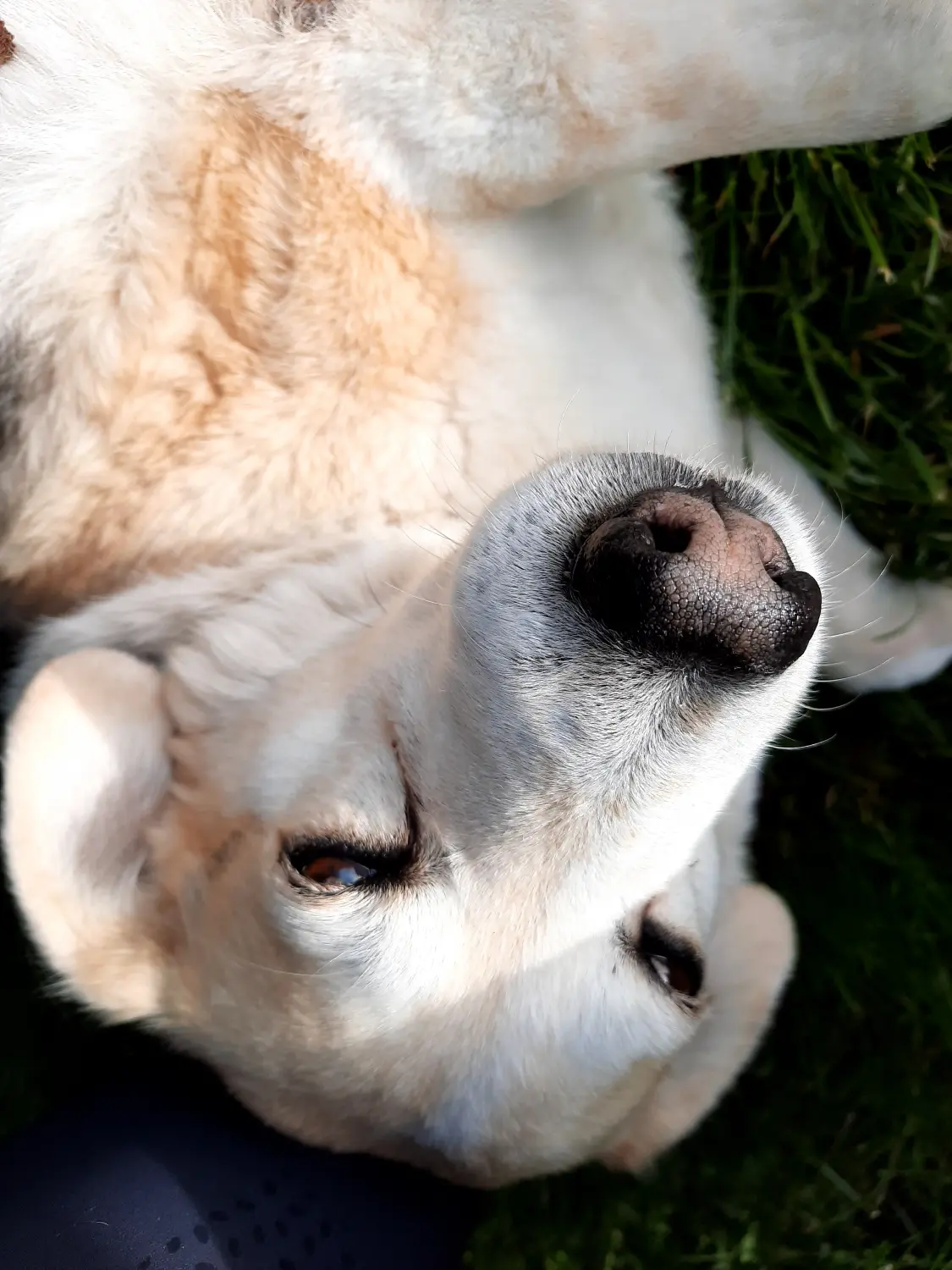 Hundebetreuung von Nina Wiechers
