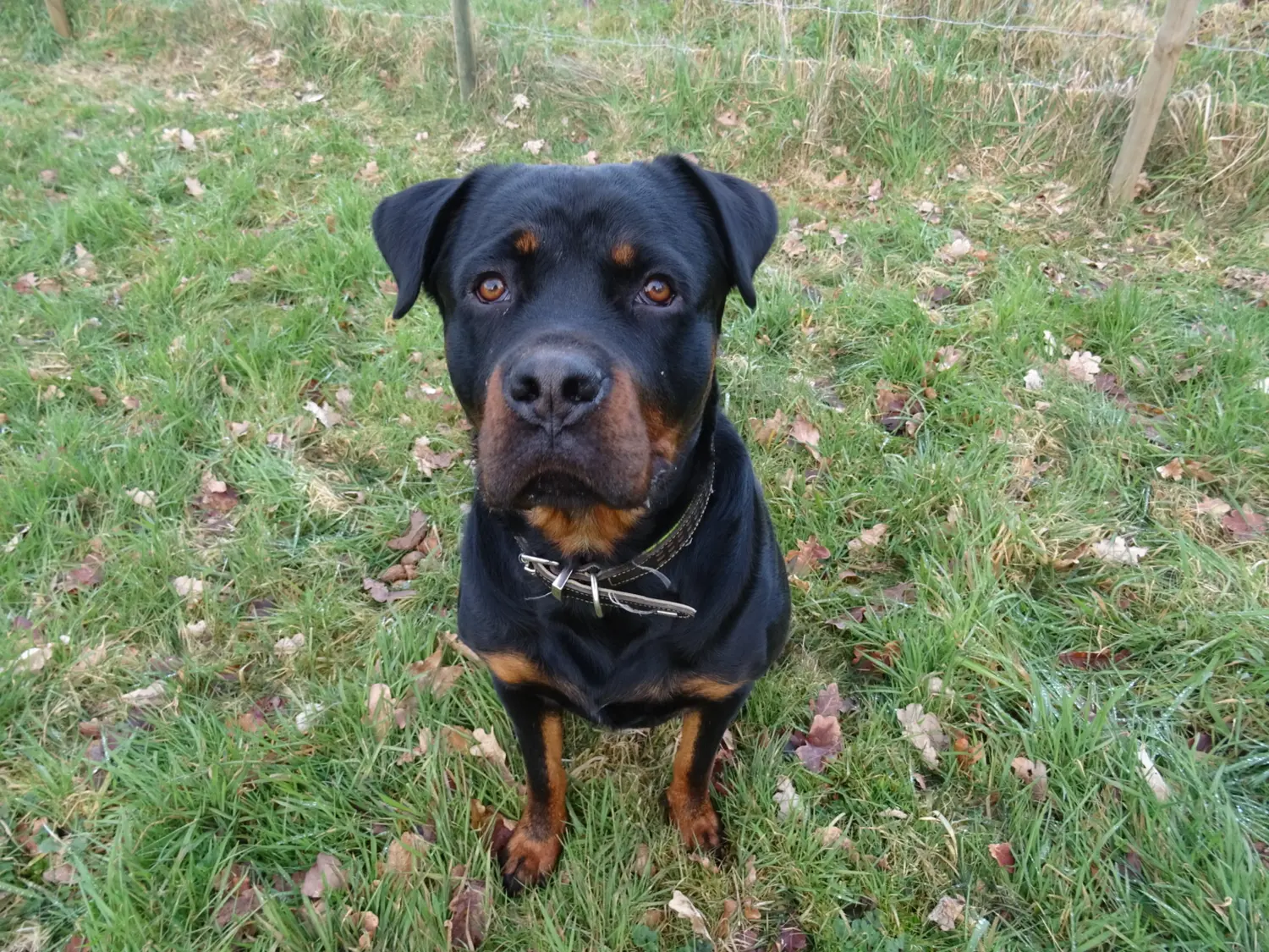 Hundebetreuung von Nina Wiechers