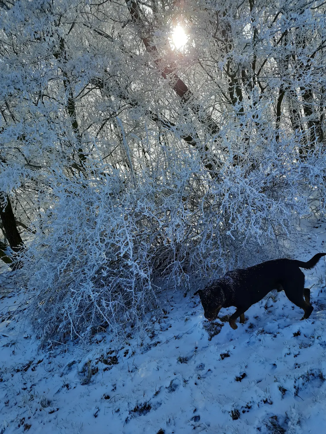 Hundebetreuung von Nina Wiechers