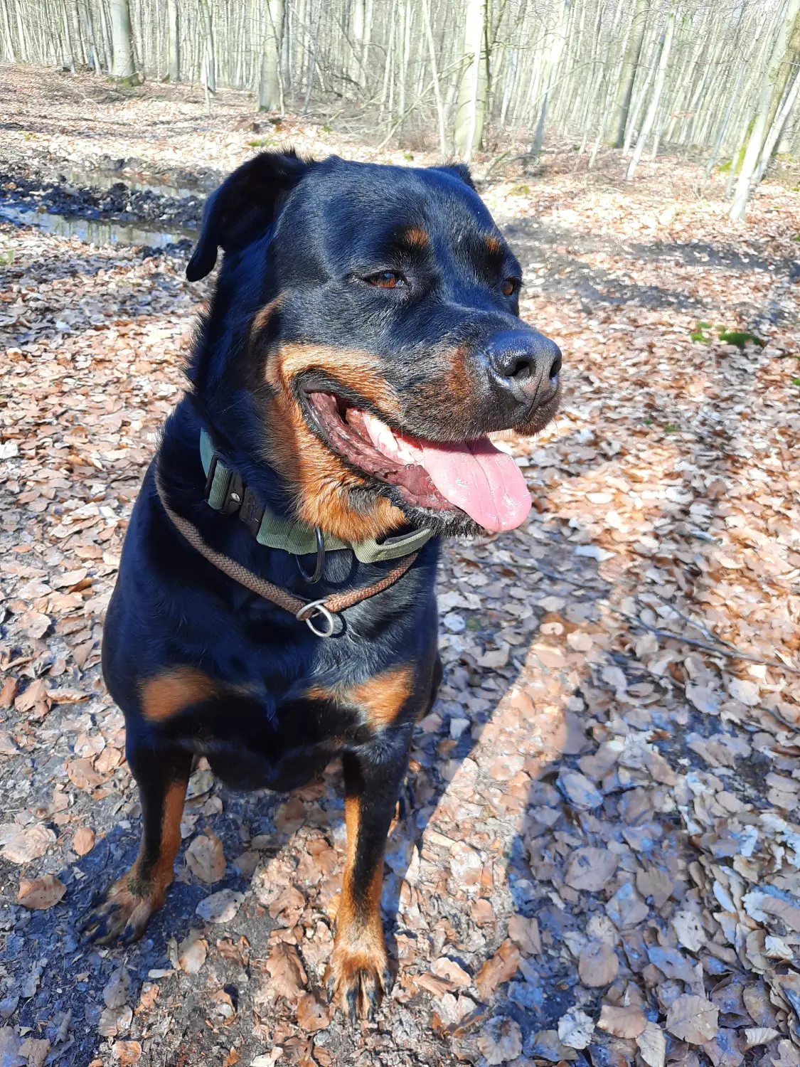 Hundebetreuung von Nina Wiechers