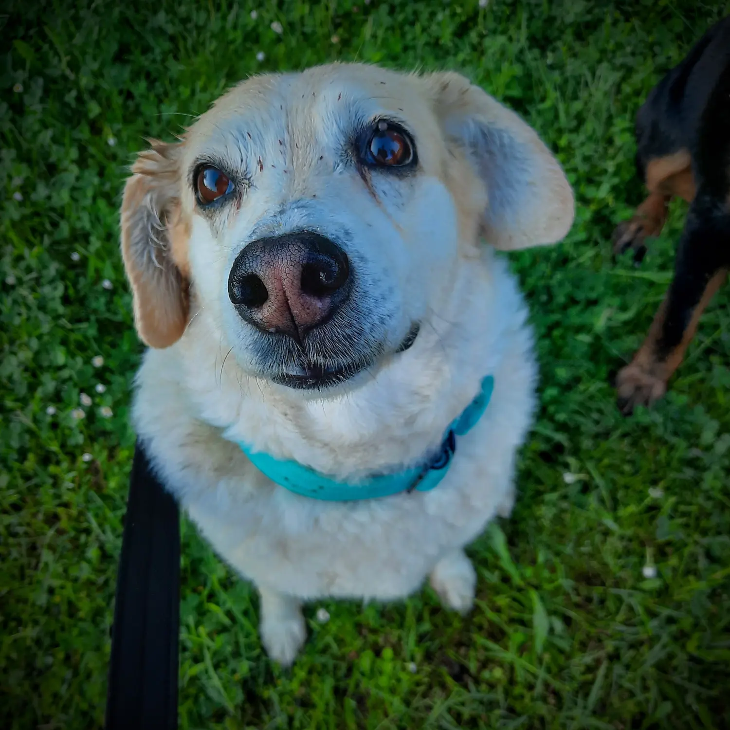 Hundebetreuung von Nina Wiechers