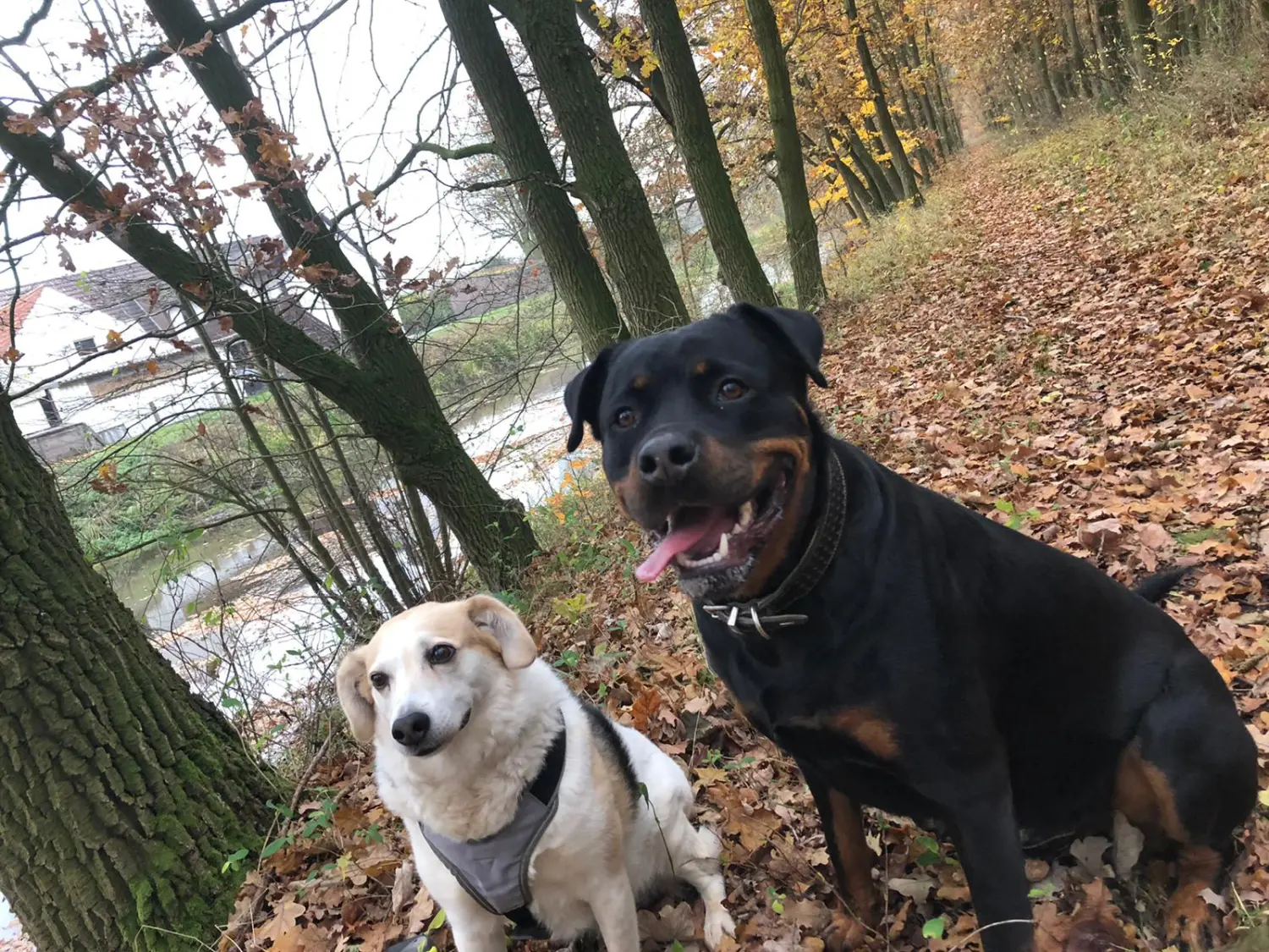 Hundebetreuung von Nina Wiechers