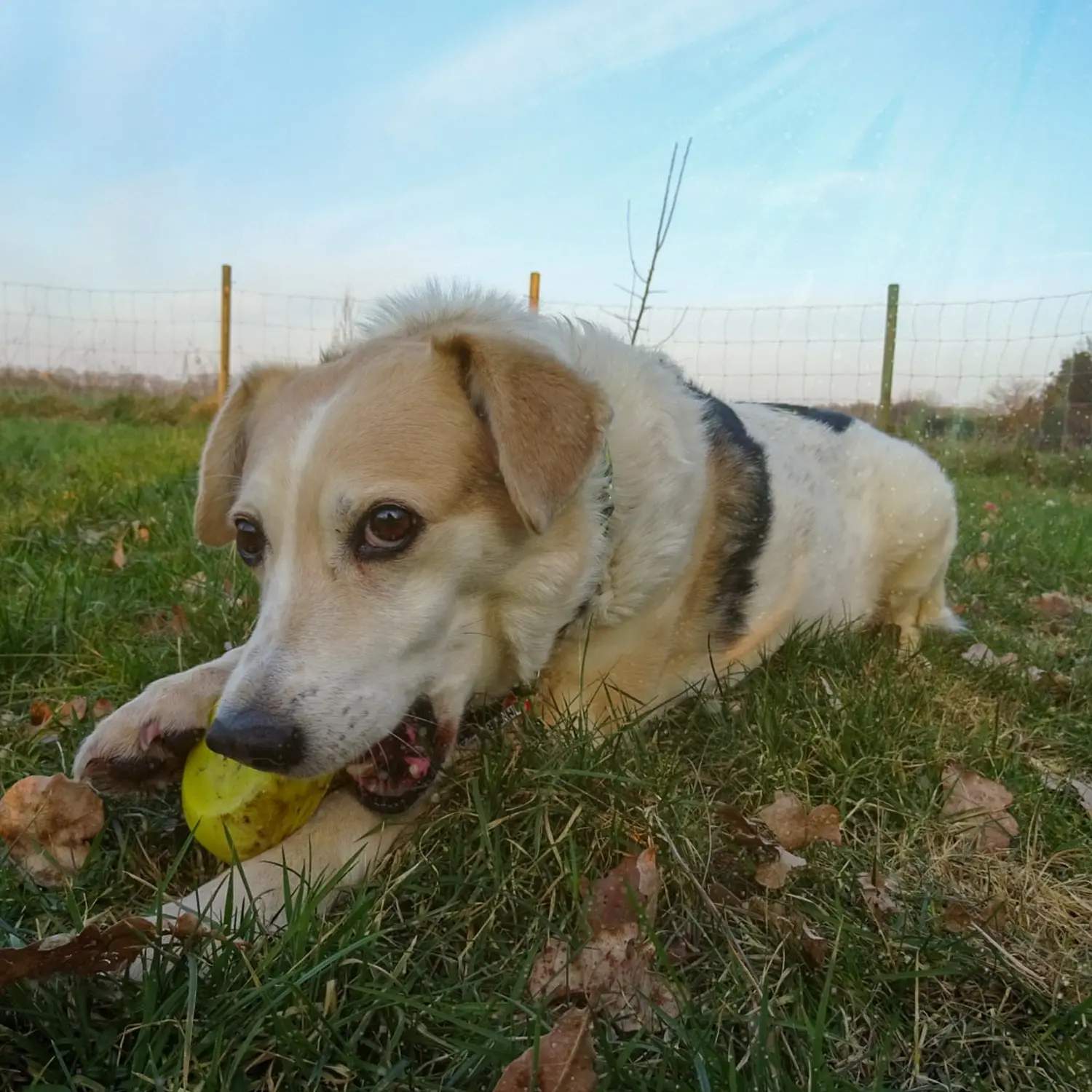 Hundebetreuung von Nina Wiechers