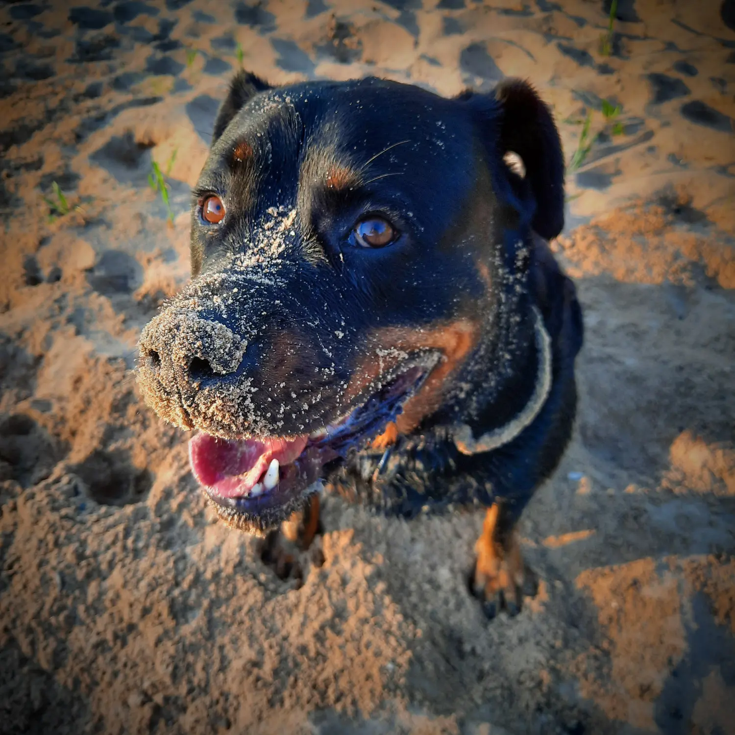 Hundebetreuung von Nina Wiechers