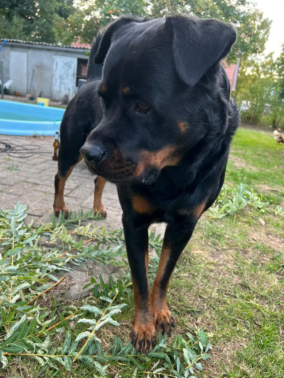 Hundebetreuung von Nina Wiechers