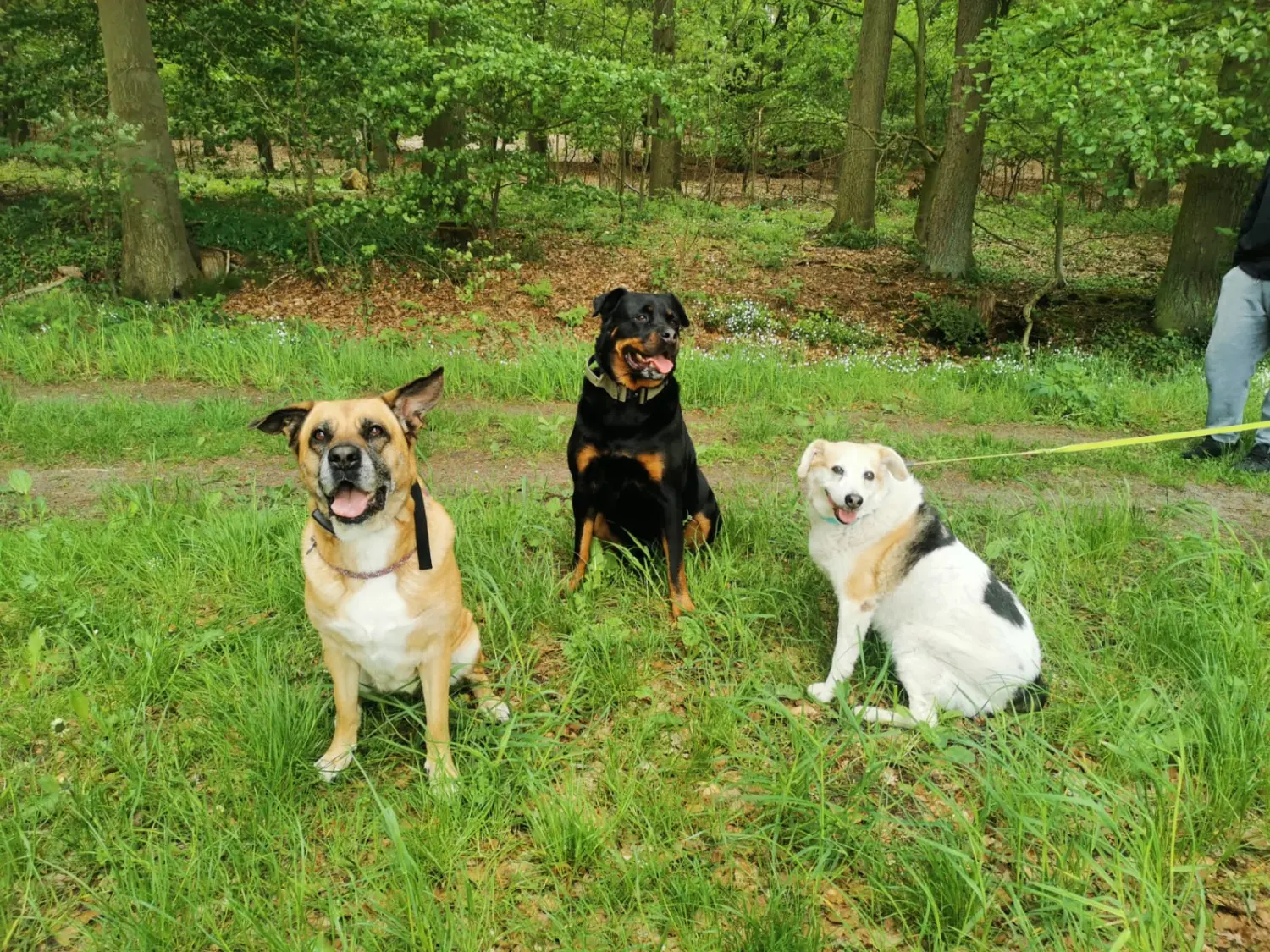 Hundebetreuung von Nina Wiechers