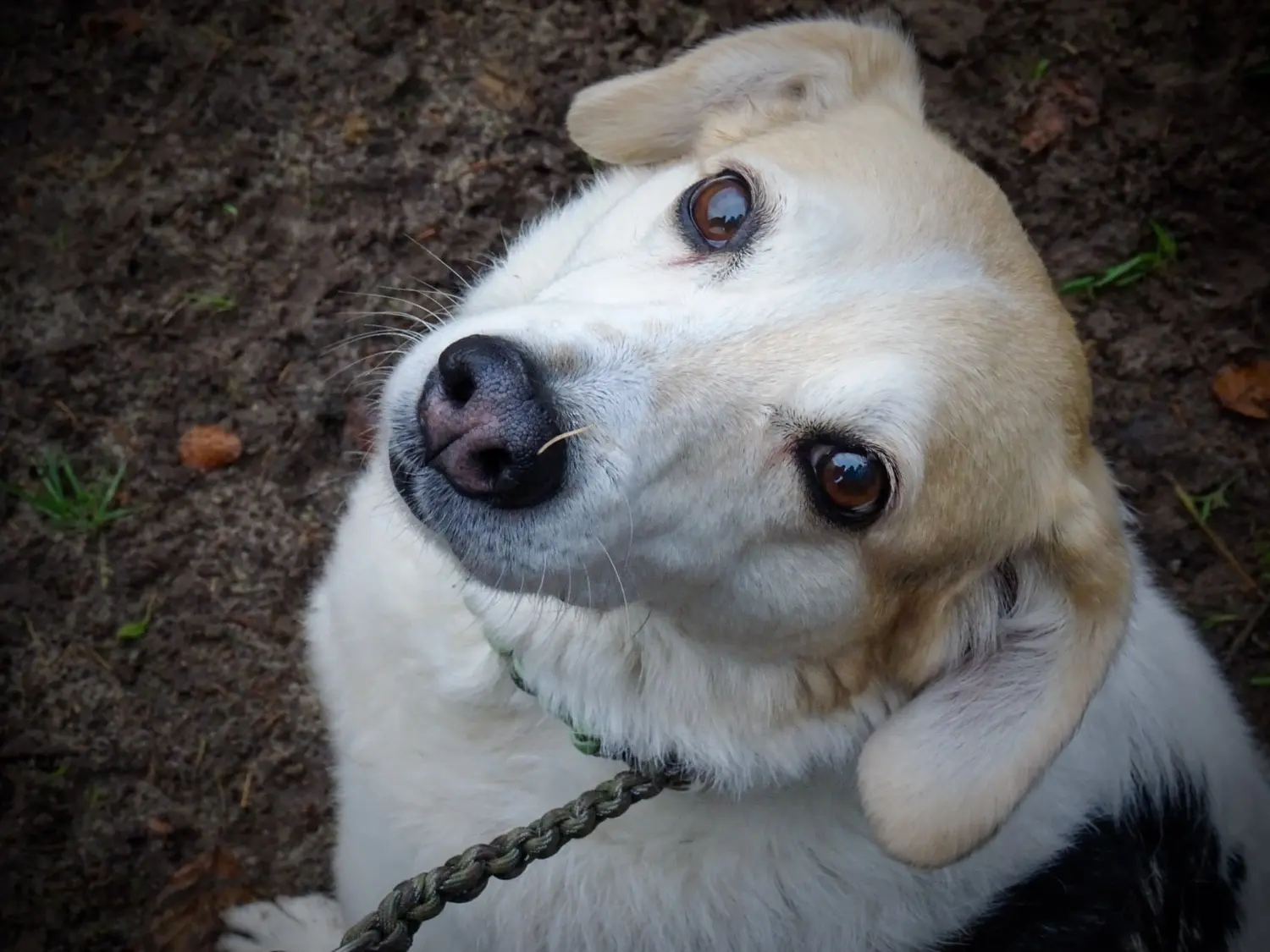 Hundebetreuung von Nina Wiechers