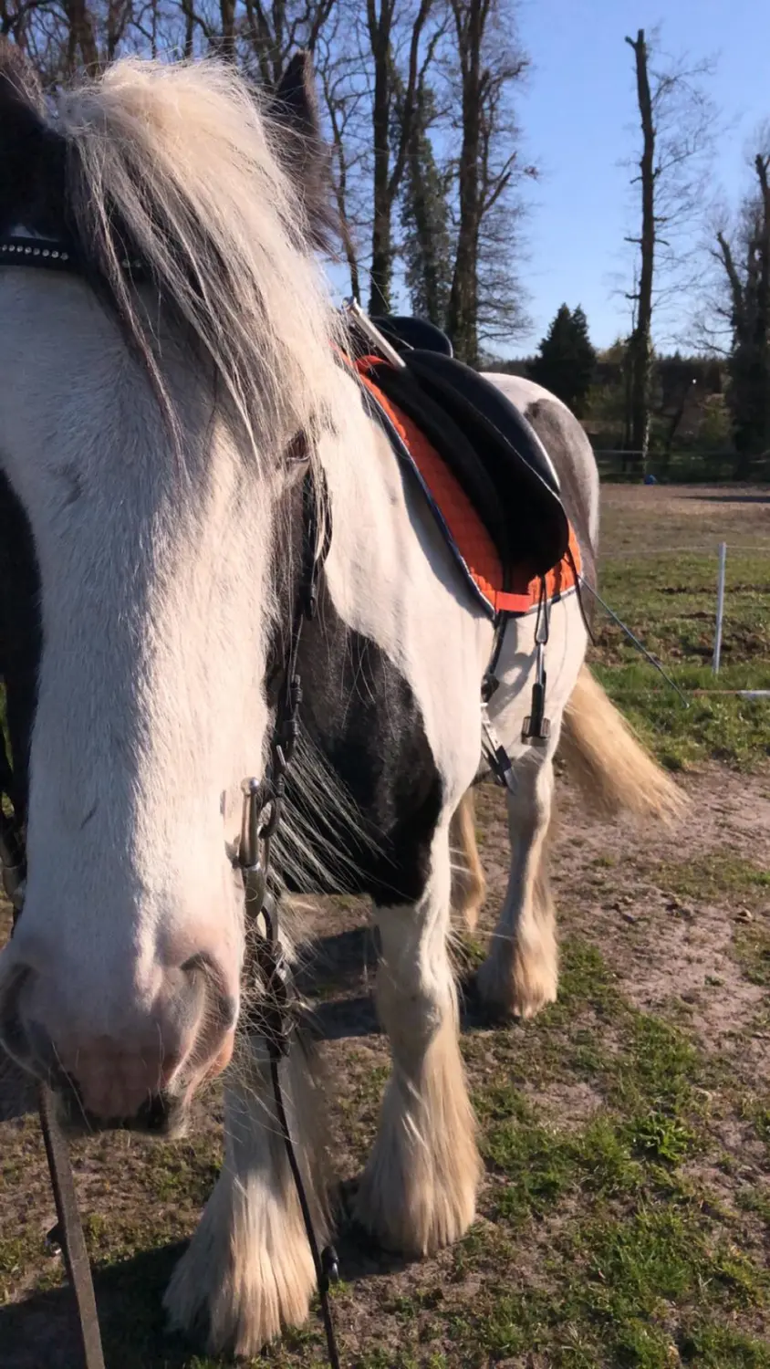 Hundebetreuung von Nina Wiechers