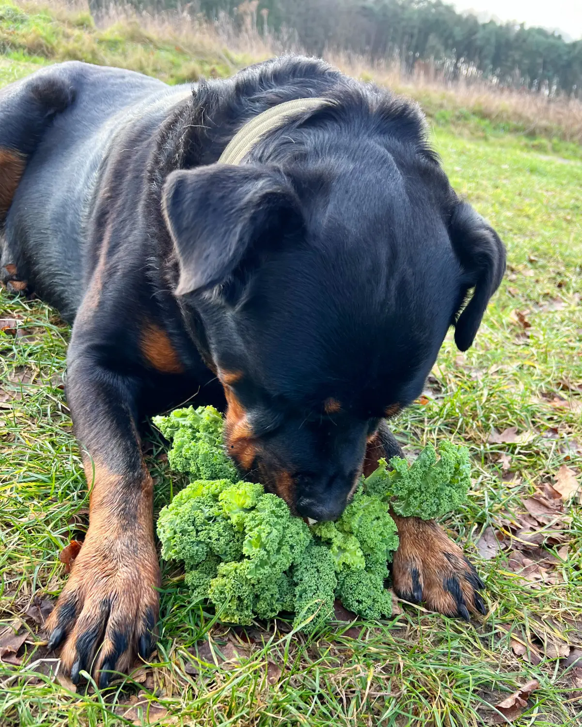 Hundebetreuung von Nina Wiechers